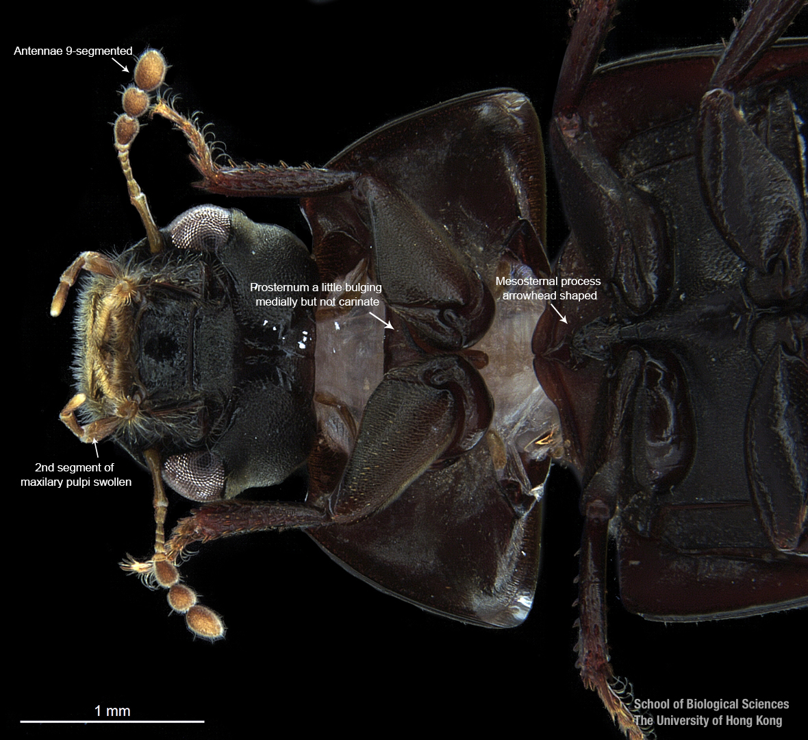 Head in ventral view